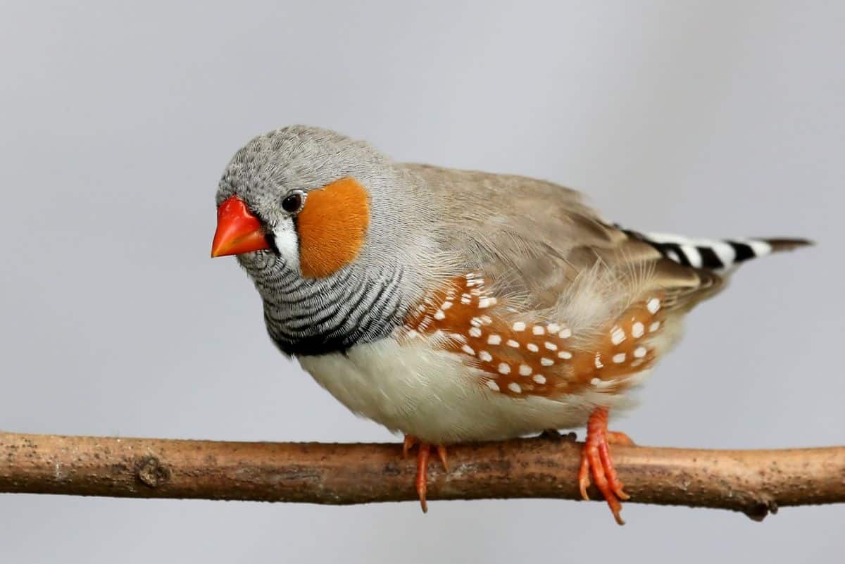 An adorable Zebra Finch perched on a branch.