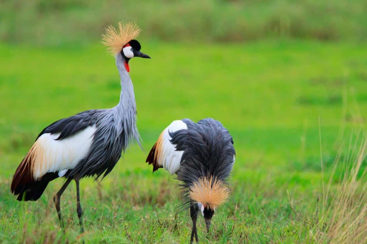Two beautiful African Crowned Cranes on a green pasture.