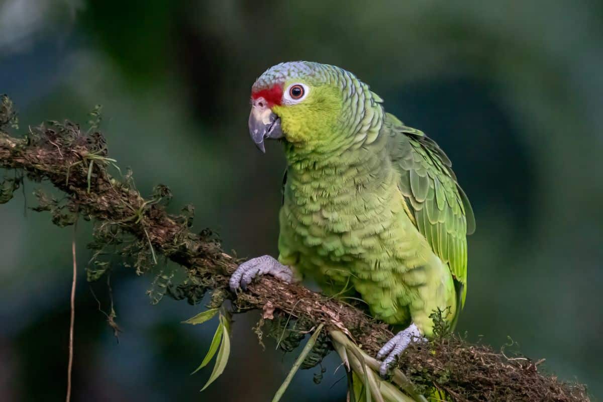 An adorable Amazon Parrot perched on a branch.