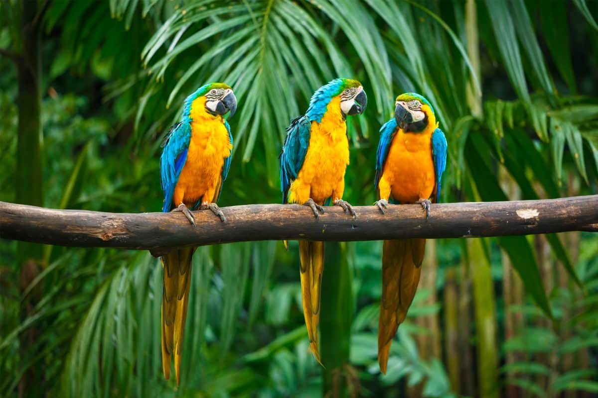 Three beautiful Blue and Yellow Macaws perched on a branch.