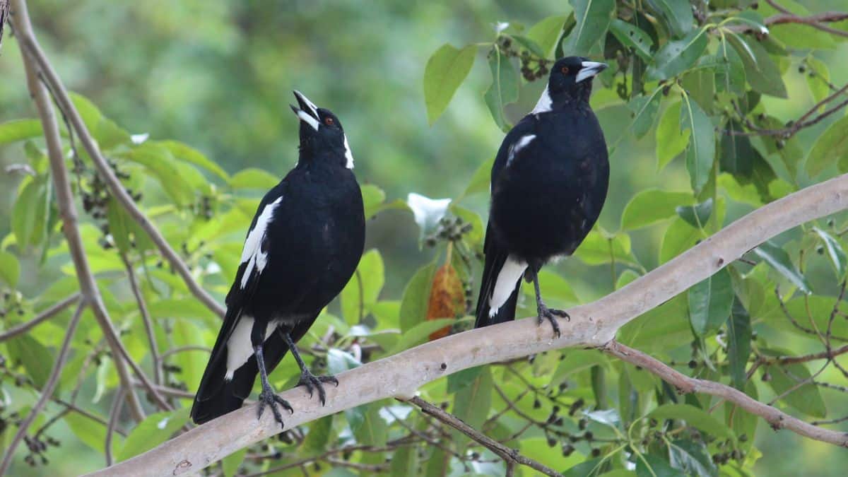 Two Australian Magpies perched on a branch.