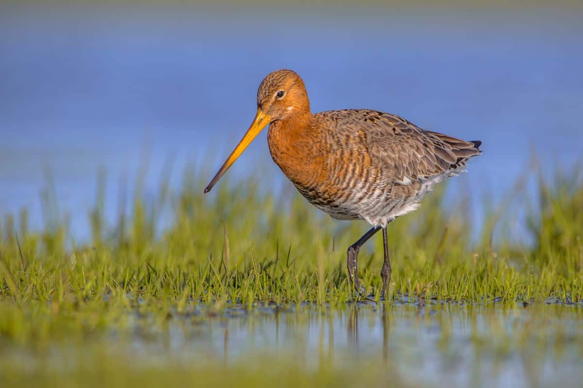 An adorable Bar-Tailed Godwit is walking in a swamp on a sunny day.