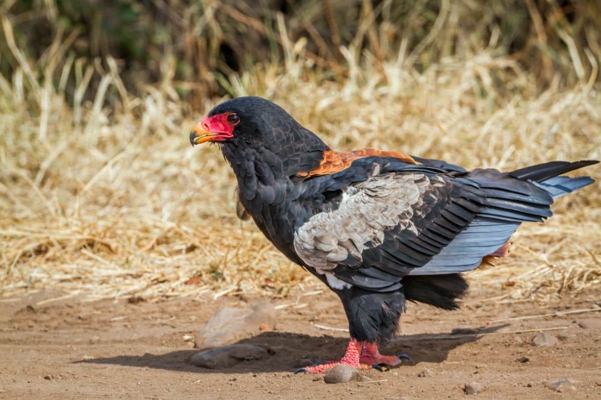 A beautiful Bateleur is standing on the ground on a sunny day.