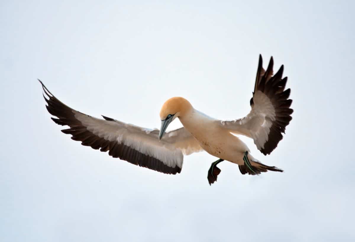 An adorable flying Cape Gannet.