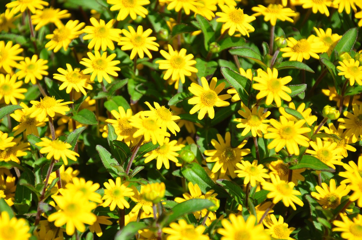 Yellow flowers of Creeping Zinnia on a sunny day.