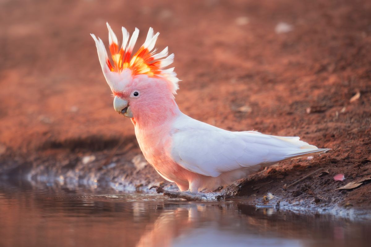 A beautiful wild Cockatoo taking a bath.