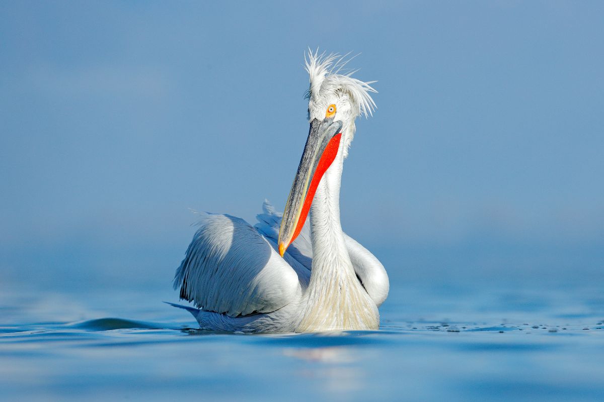 A beautiful Dalmatian Pelican is swimming in the water.