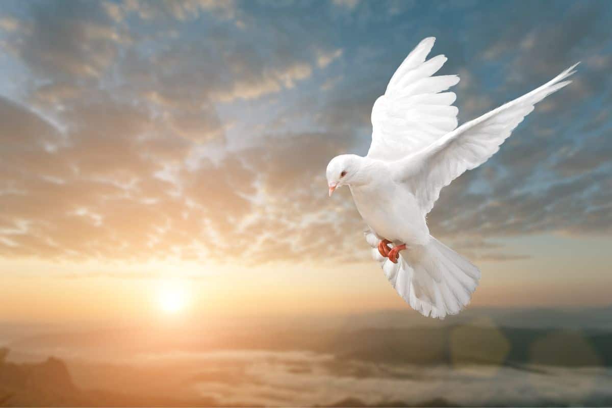 A white flying Dove on sunset.