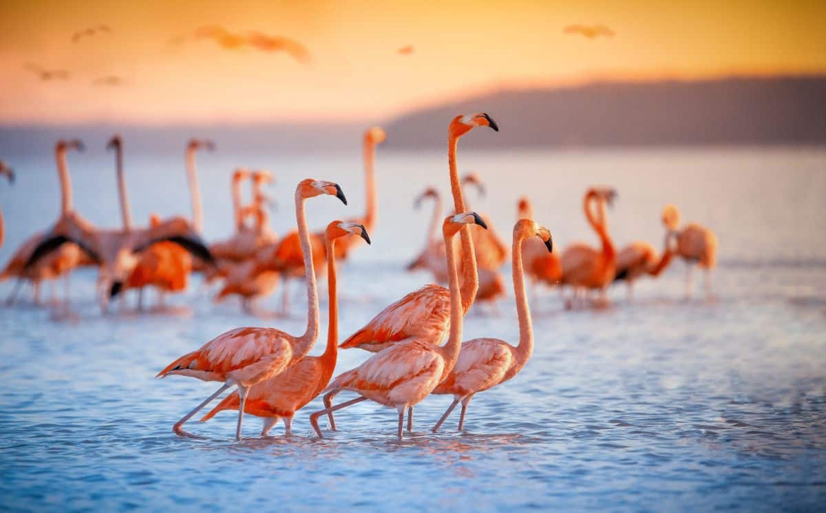 A bunch of beautiful Flamingos is standing in shallow water.