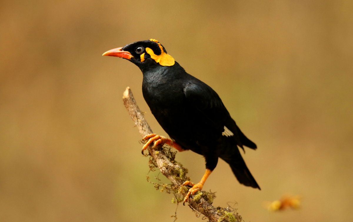 A beautiful Hill Myna perched on a branch.
