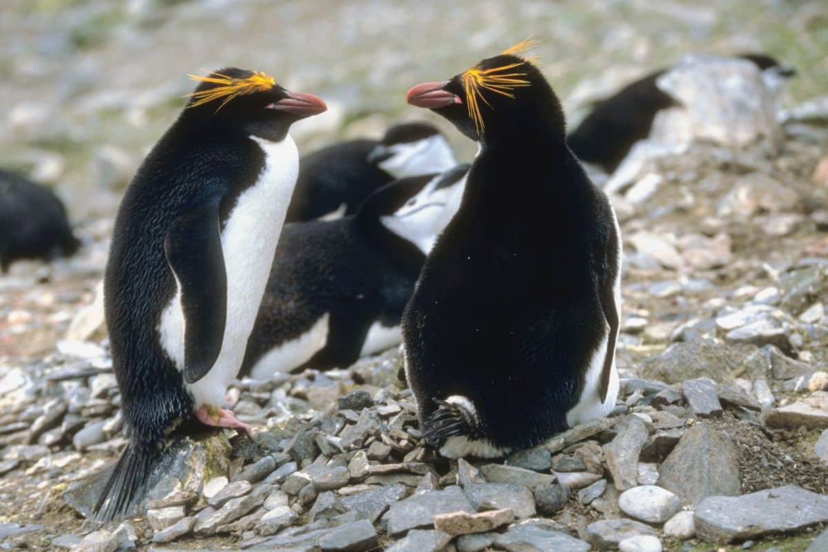 A bunch of Macaroni Penguins standing on rocky ground.