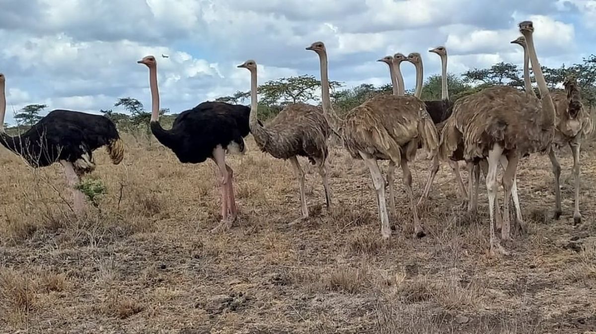 A bunch of Ostriches in savannah.