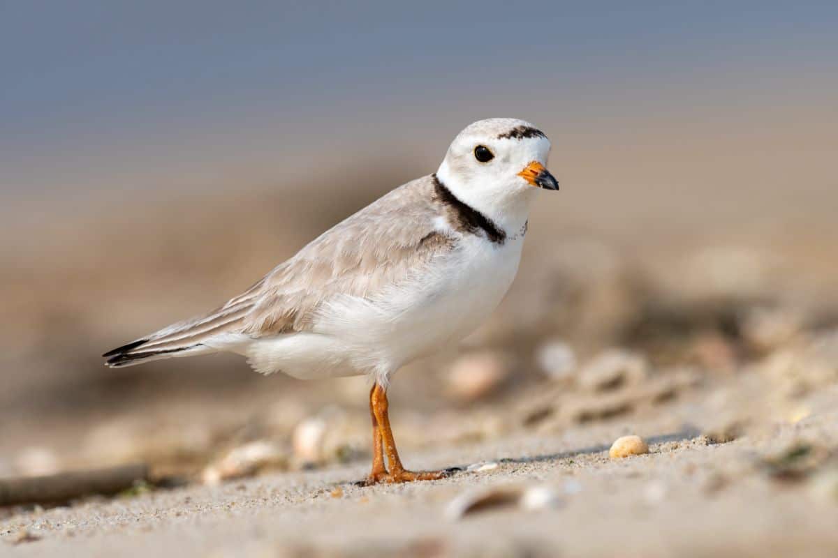 A cute Piping Plover is standing on the beach.