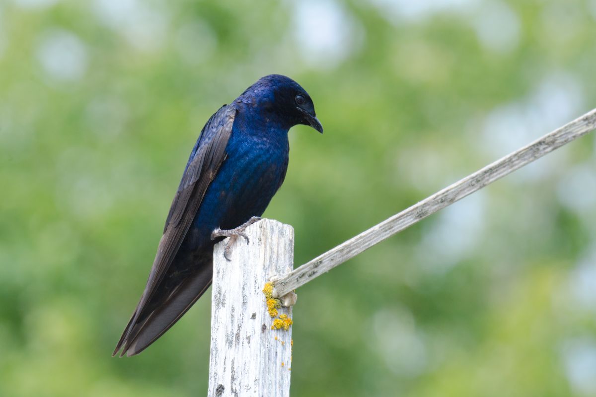 A beautiful Purple Martin perched on a wooden fence.