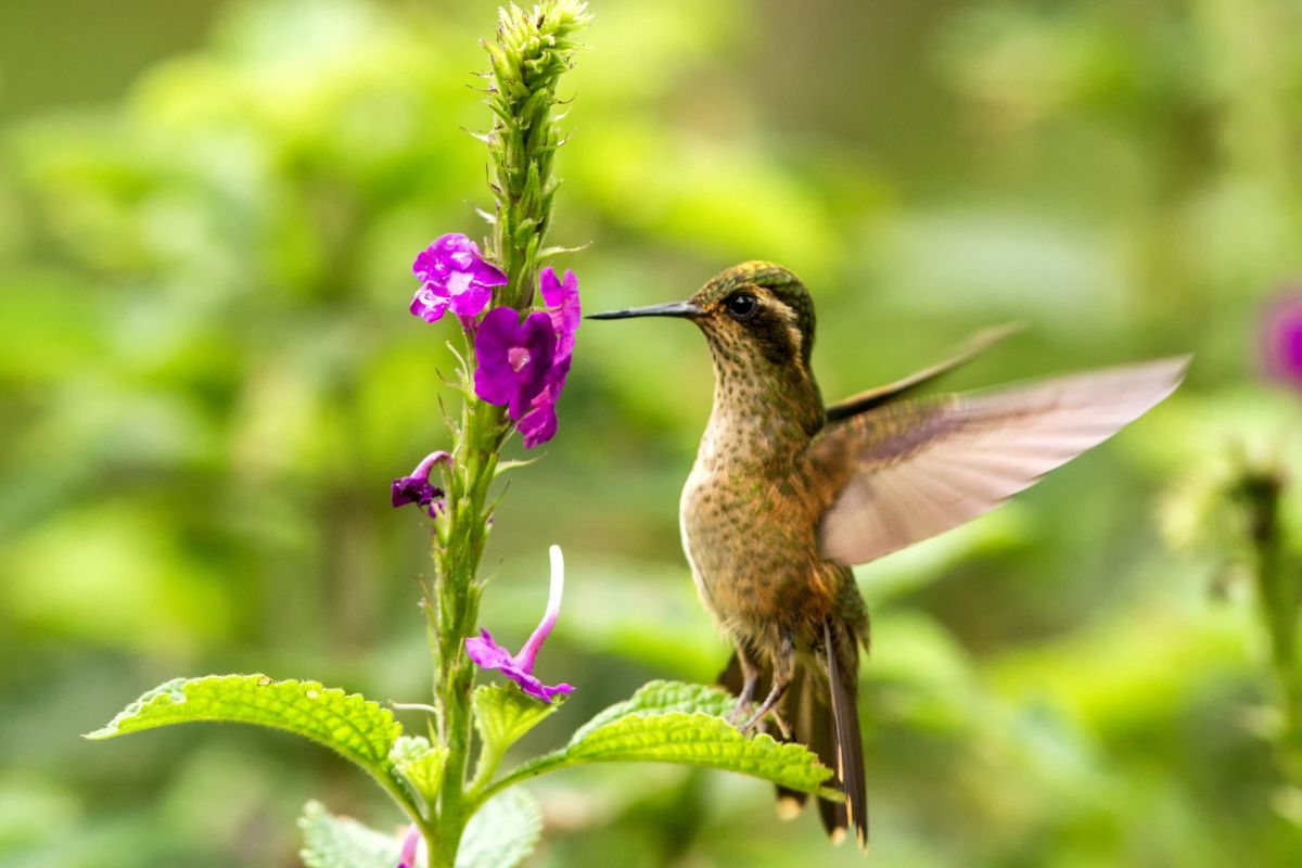 A beautiful Speckled Hummingbird flying near a purple flower.