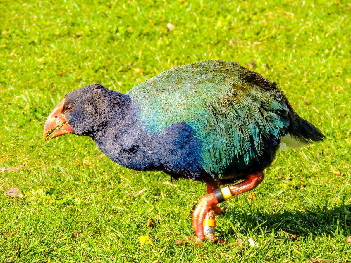 A beautiful Takahe walking on a green meadow.