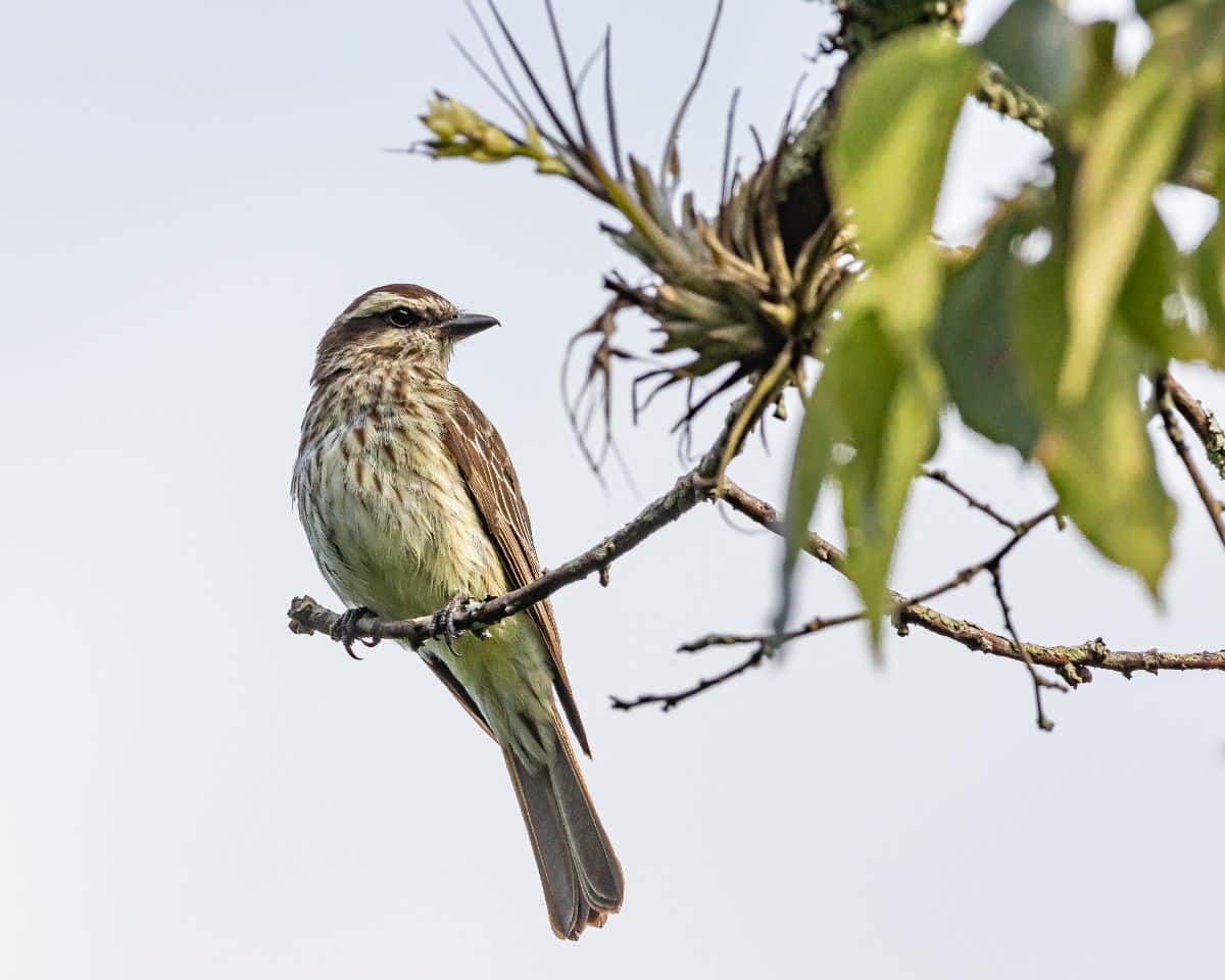 An adorable Variegated Flycatcher perched on a branch.