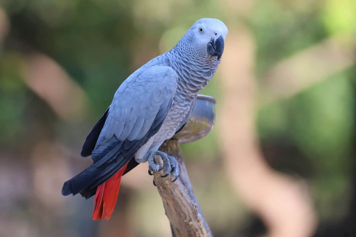 A beautiful African Grey Parrot perched on a wooden pole.