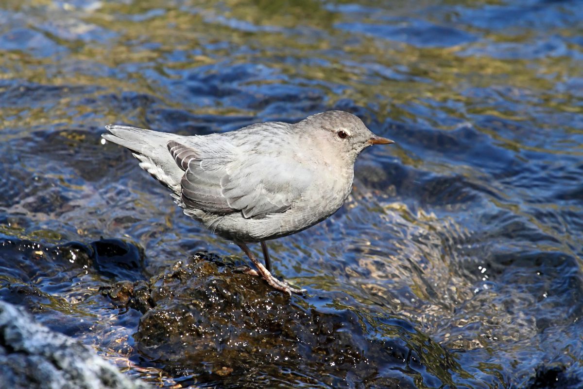 An adorable American Dipper is standing on a rock in the water.