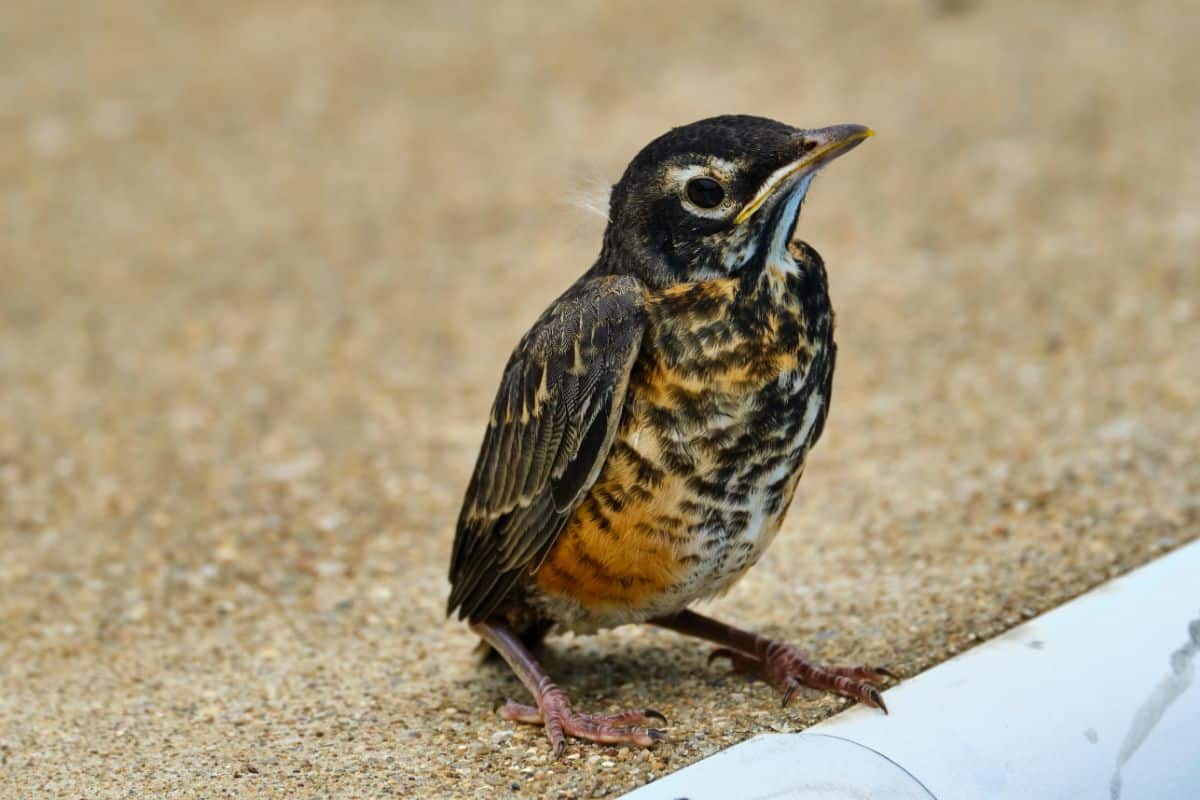 A young American Robin perched on the ground.