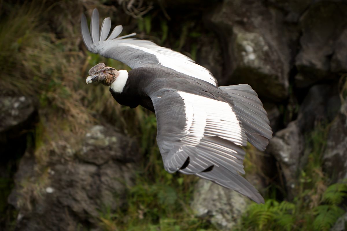 A flying Andean Condor.