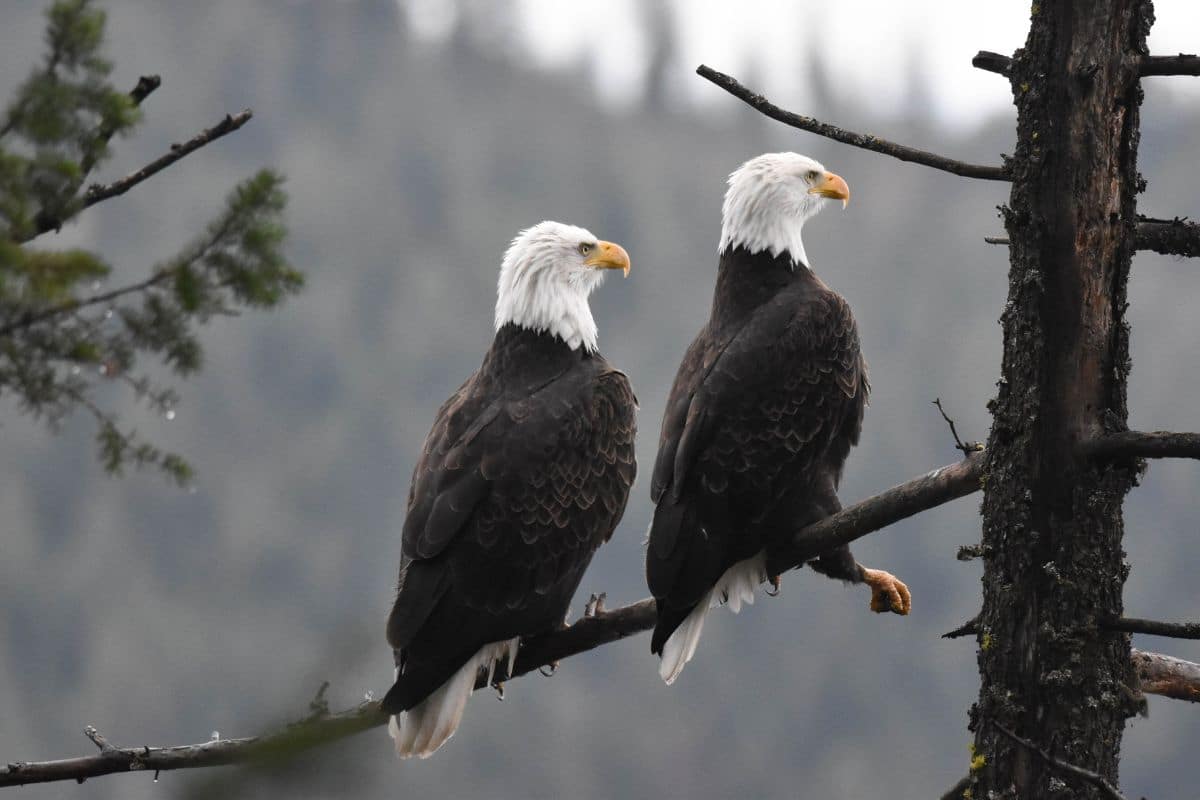 Two beautiful Bald Eagles perched on a branch.