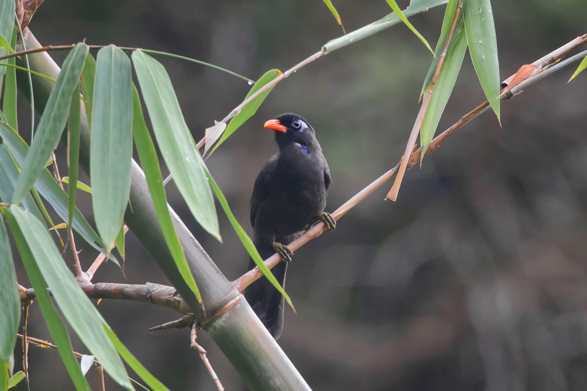 An adorable Black Laughingthrush perched on a branch.