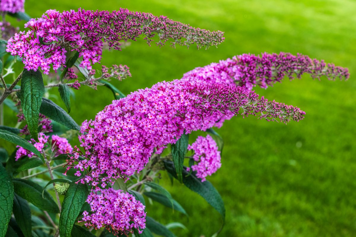 A beautiful pink blooming Butterfly Bush.