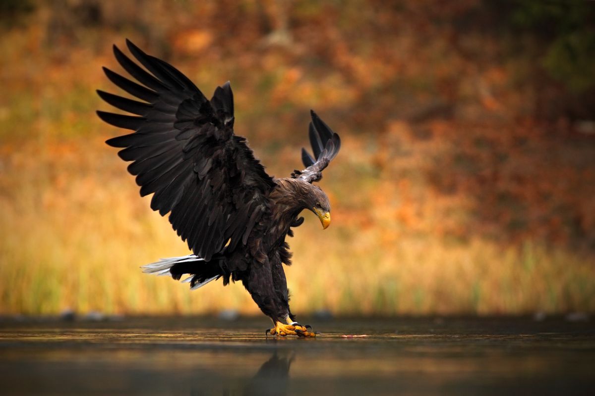 A majestic Eagle finishing in the water.