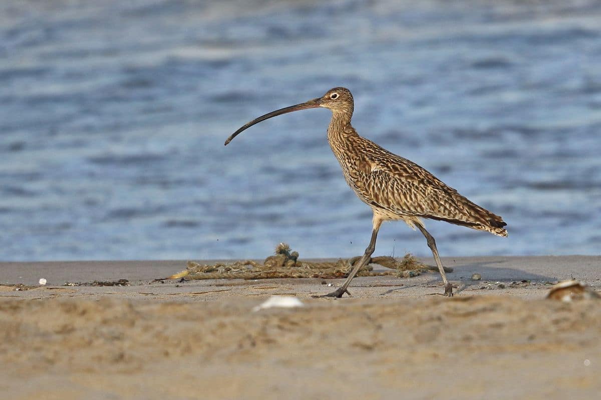 An adorable Far Eastern Curlew is walking on shore.