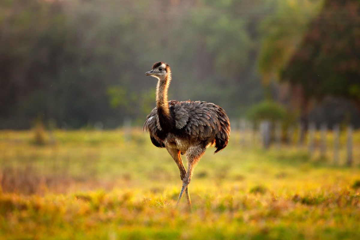 A beautiful, tall Greater Rhea walking on a field.