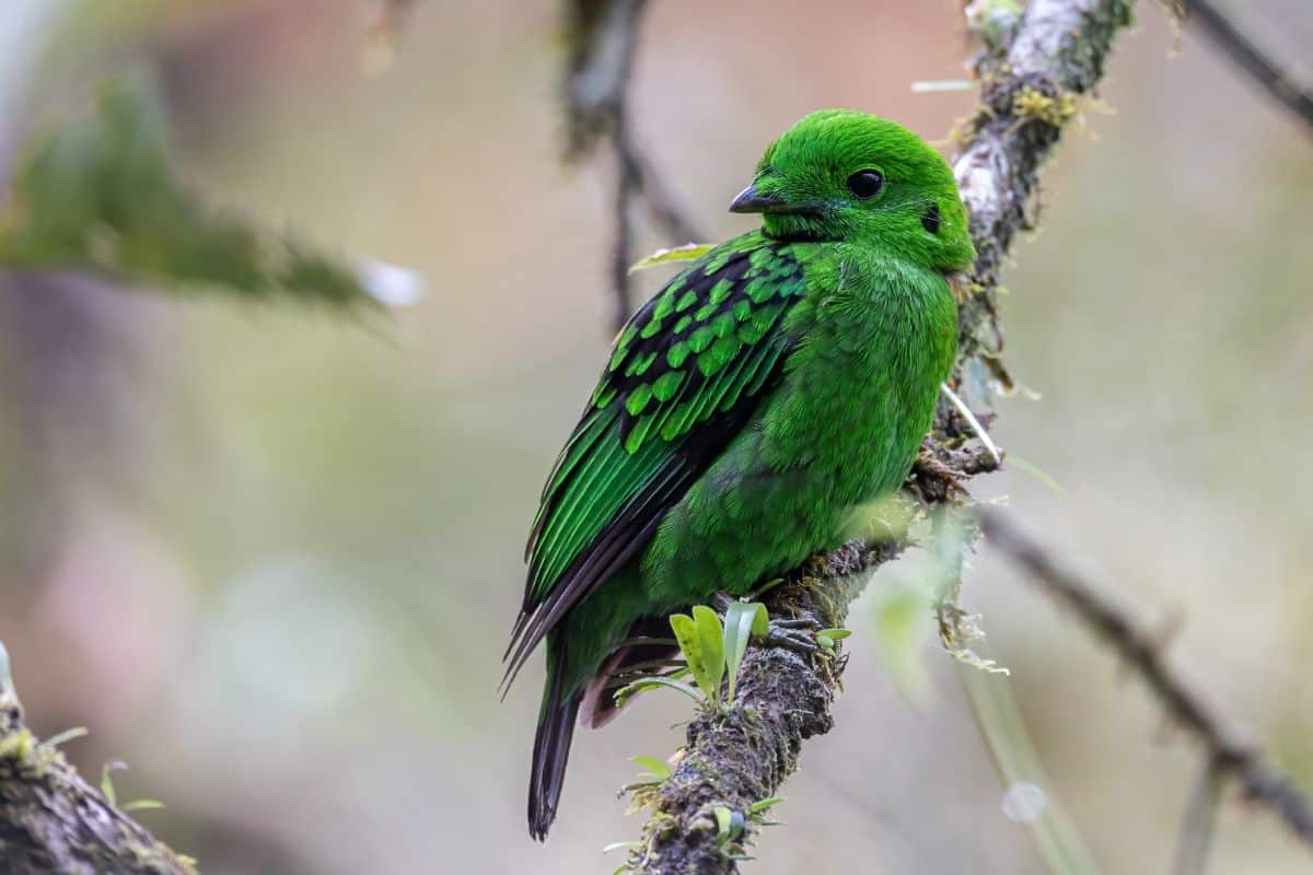A beautiful Green Broadbill perched on a branch.