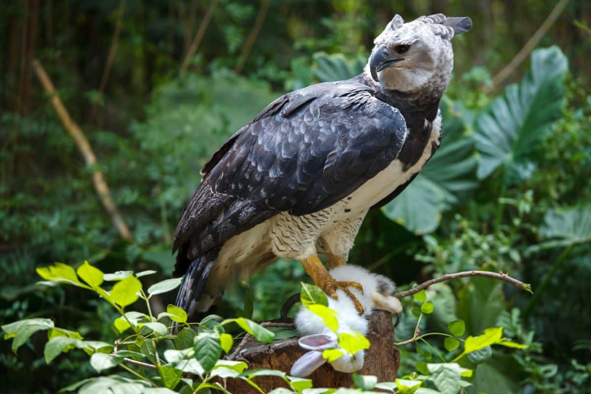 A beautiful Harpy Eagle perched on a tree stump.