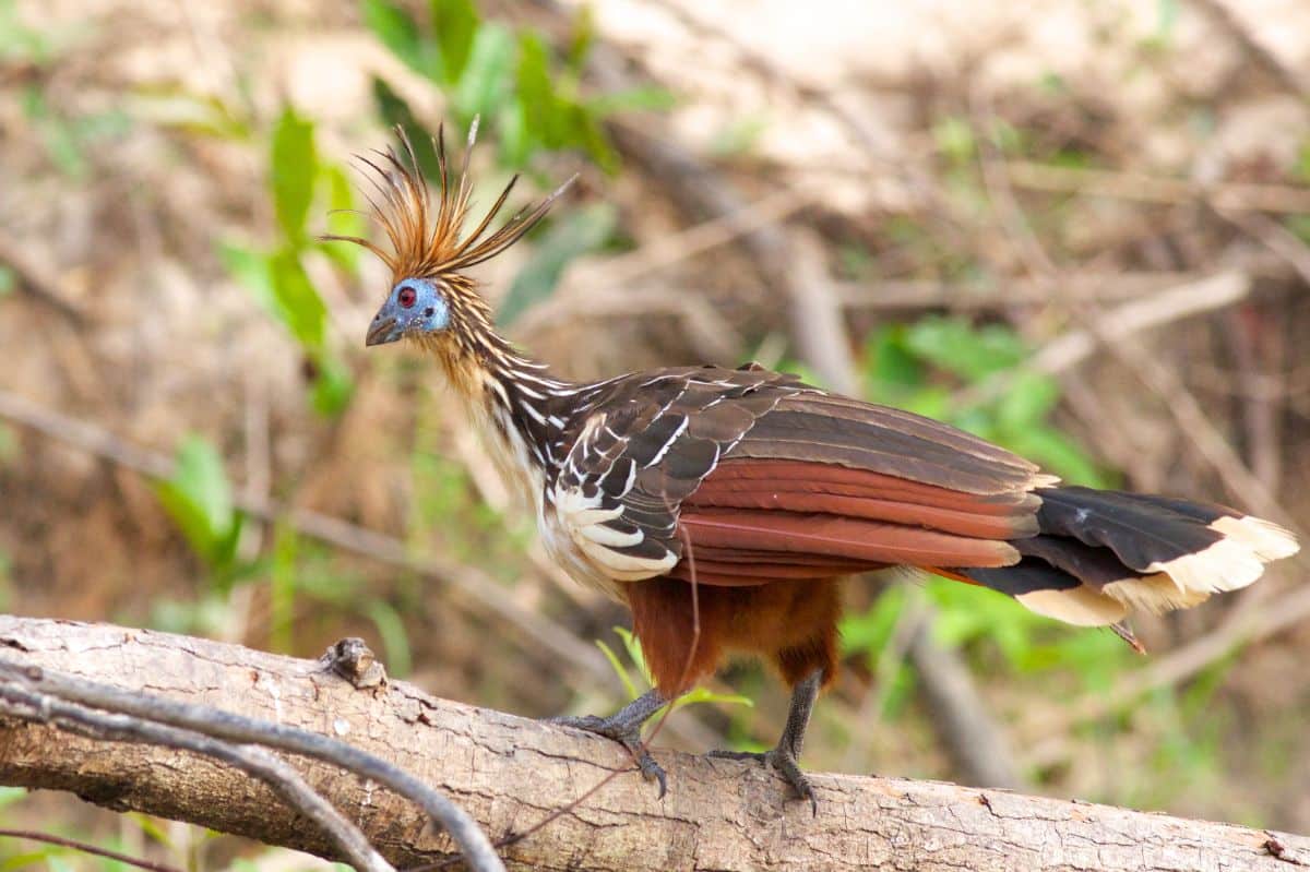 An adorable Hoatzin is standing on a branch.