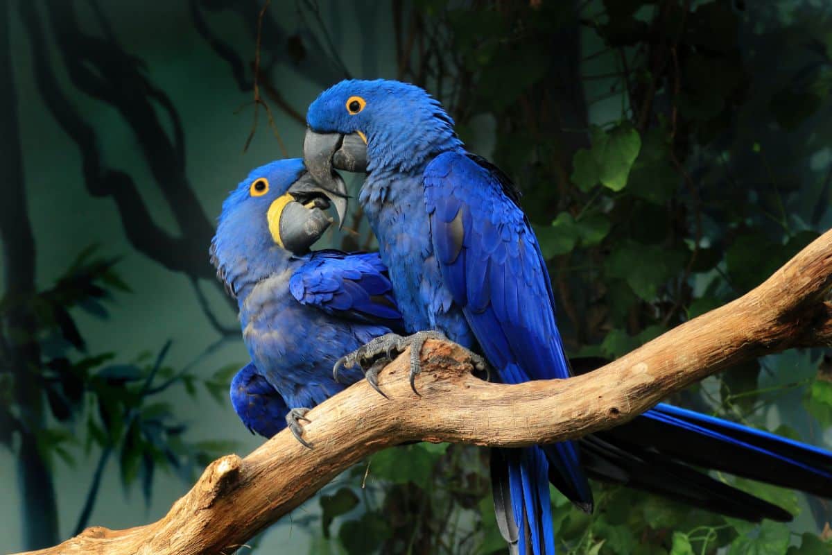 Two beautiful Hyacinth Macaws perched on a branch.