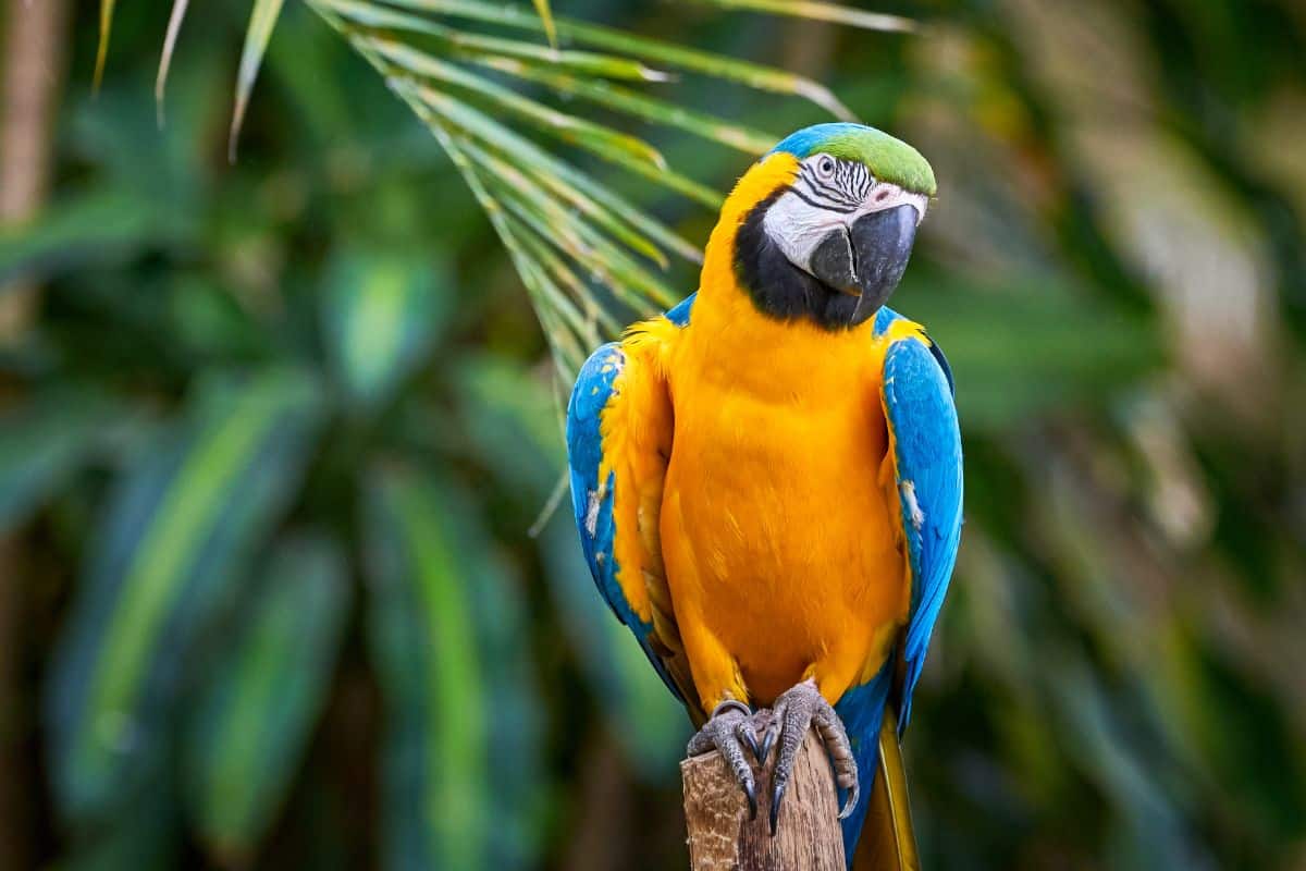 A beautiful Macaw perched on a wooden pole.