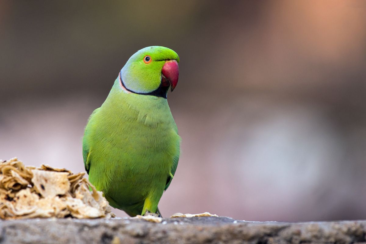 A beautiful green Parrot is standing on a rock.