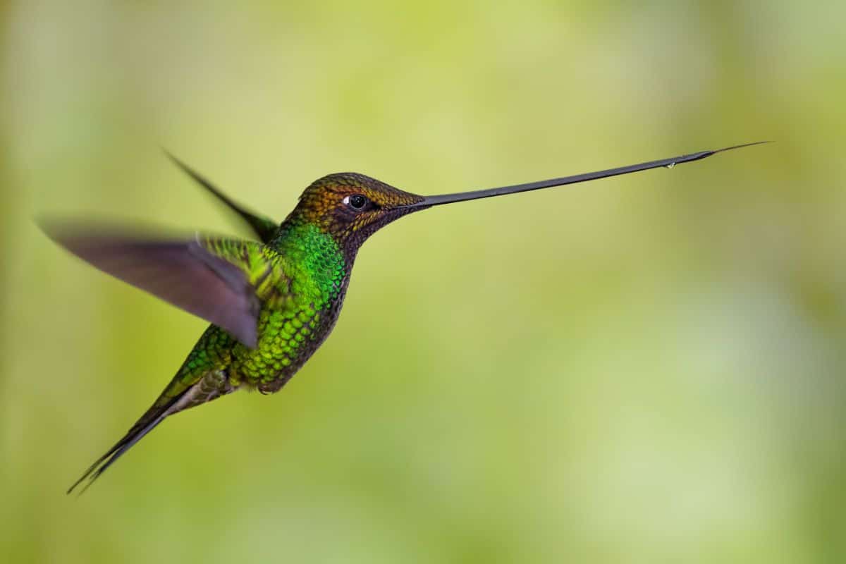 A beautiful flying Sword-billed Hummingbird.