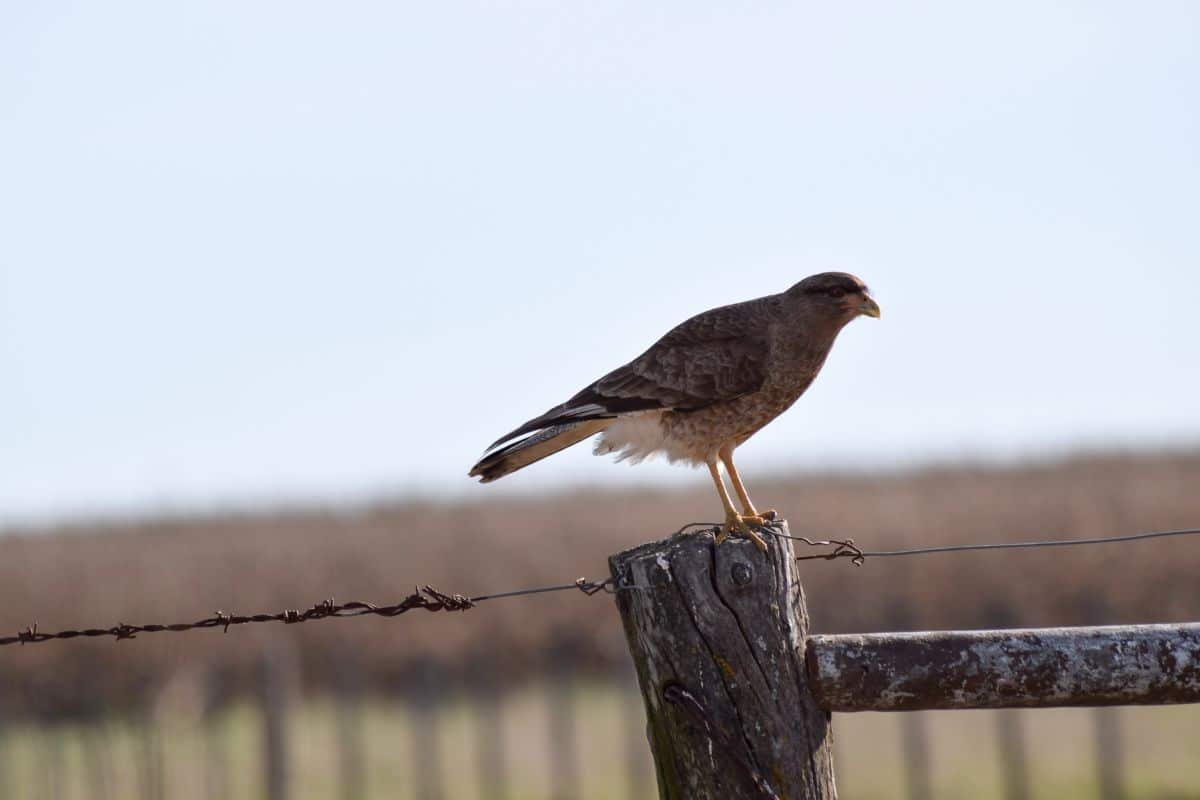 An adorable Vaux’s Swift perched on a wooden pole.