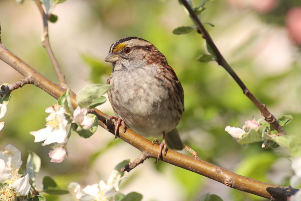 An adorable White-throated Sparrow perched on a branch.