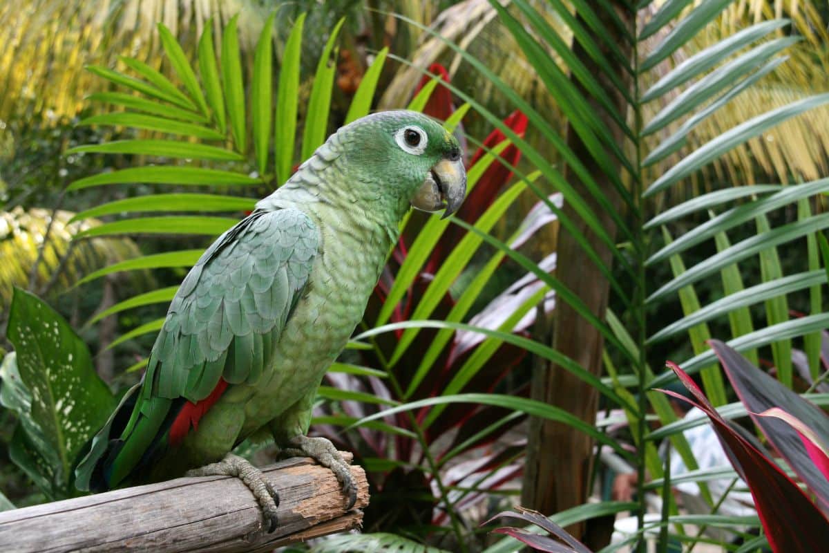 A beautiful Amazon Parrot perched on a wooden log.