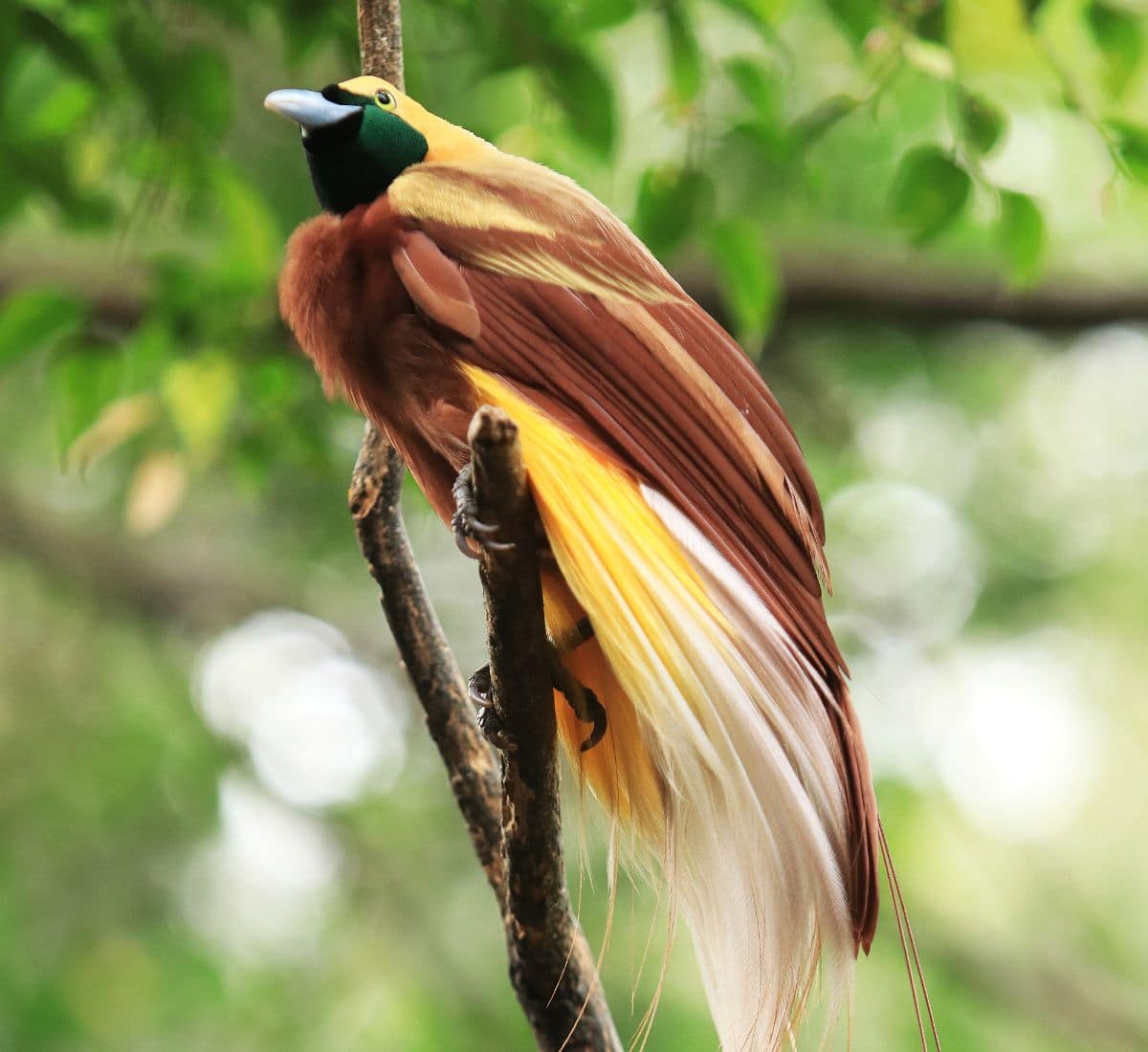 A beautiful Bali Bird of Paradise perched on a branch.