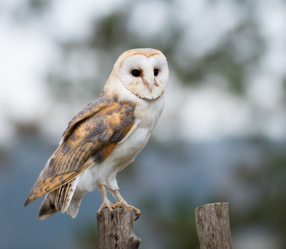 A beautiful Barn Owl perched on a wooden pole.