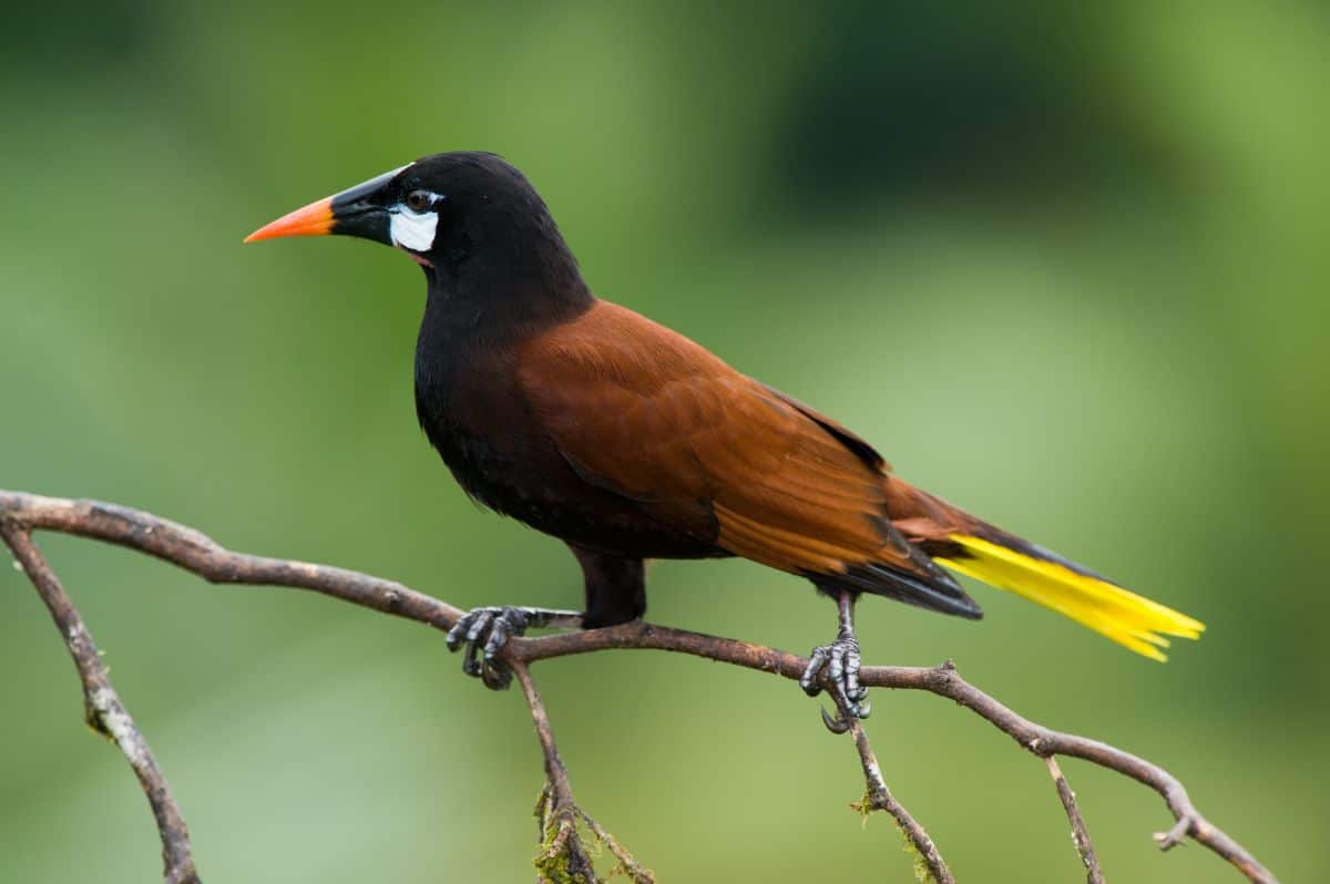 A beautiful Black Oropendola perched on a thin branch.