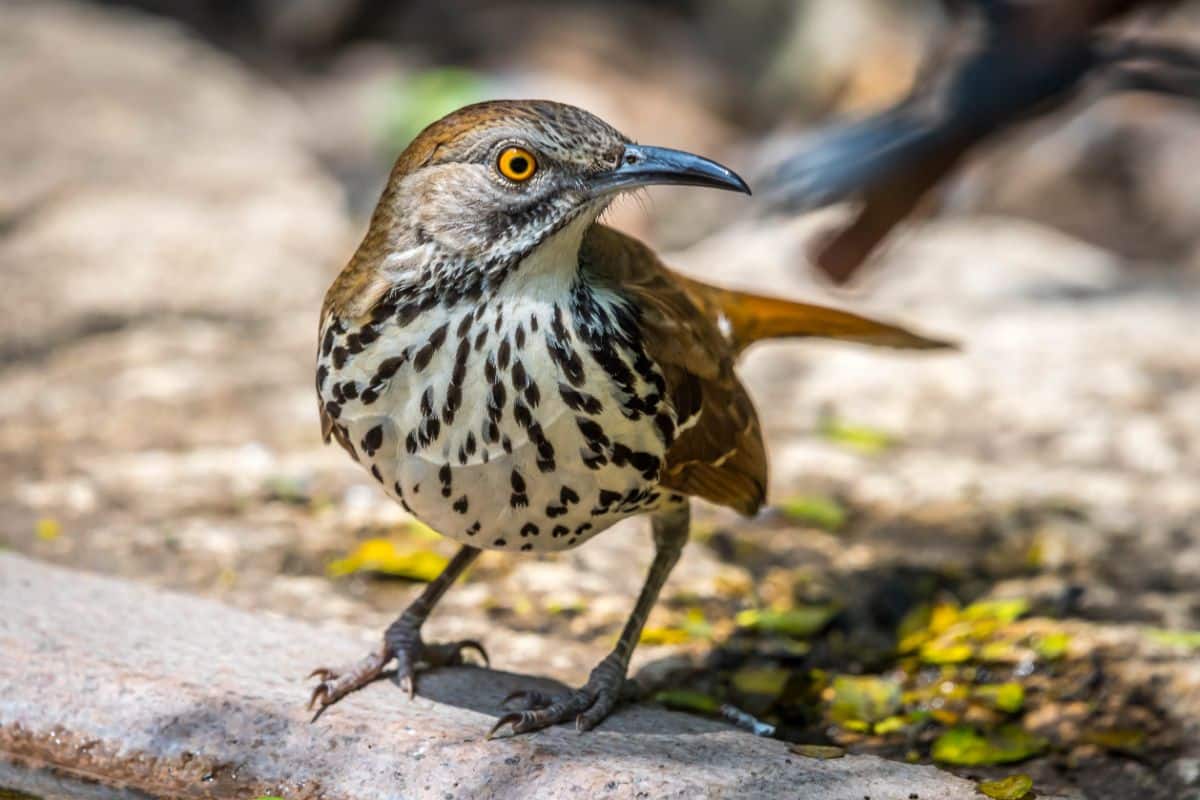 A beautiful Brown Thrasher standing on the wooden board on a sunny day.