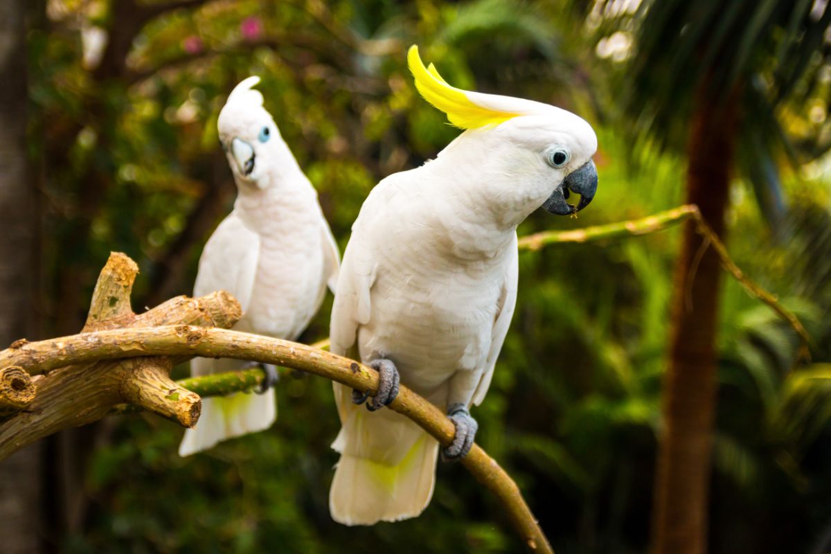 Two beautiful Cockatoos perched on a tree.
