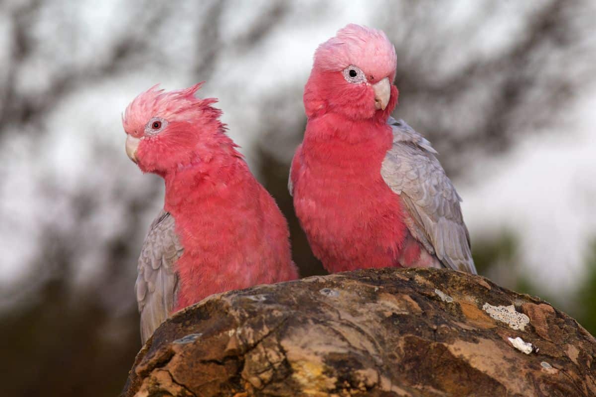 Two beautiful Galahs are standing on a rock.