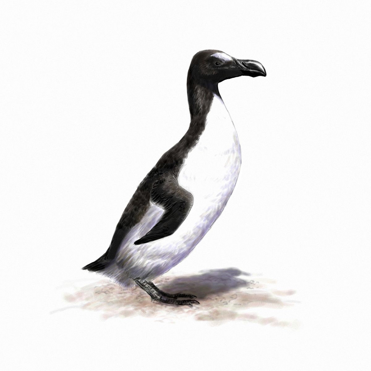 A portrait of Great Auk.