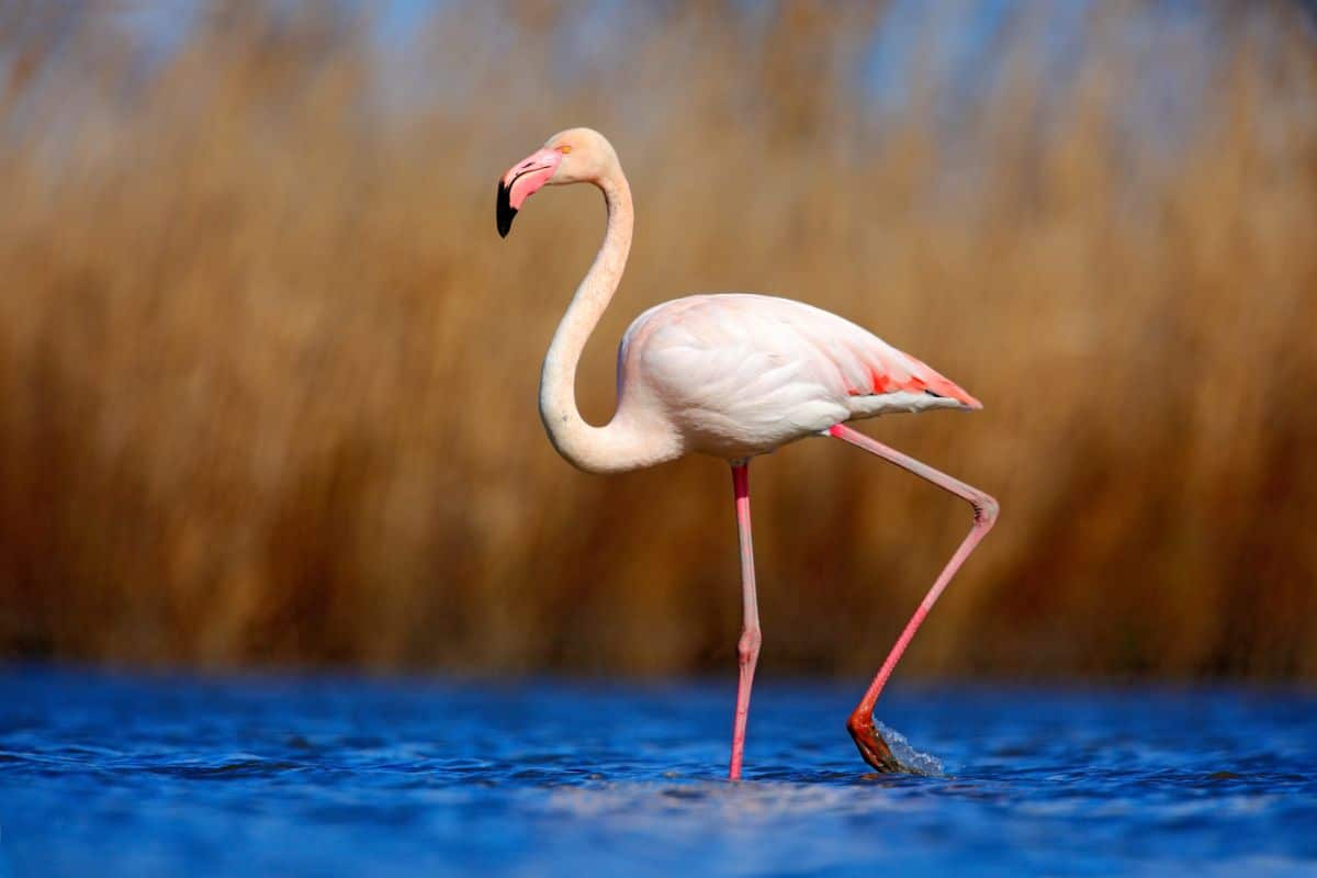 A tall Greater Flamingo walking in shallow water.