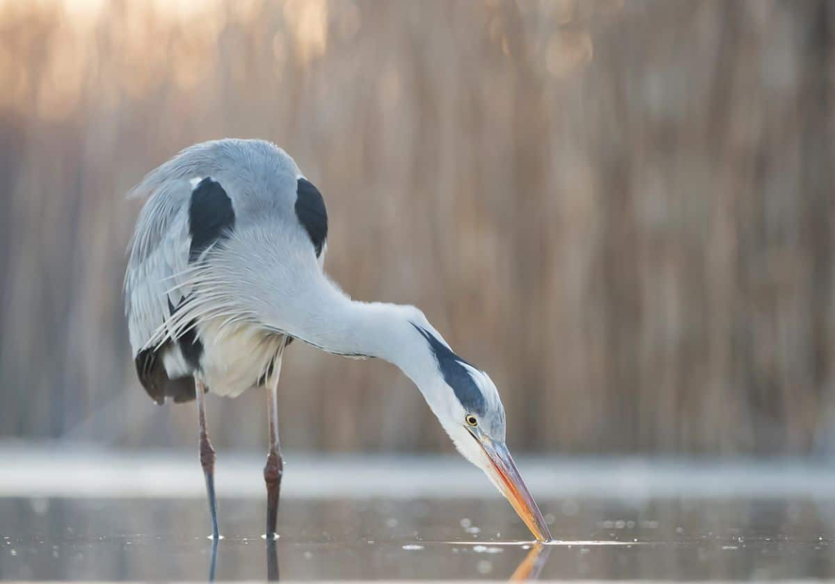 A beautiful Heron fishing in shallow water.